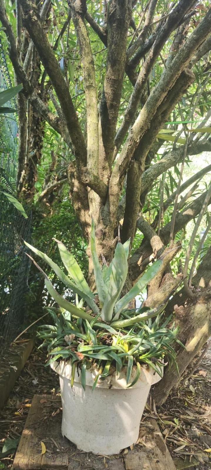 Villaluigia - Oasi Le Palme Padova Eksteriør bilde